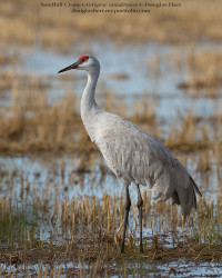 Cosumnes River Preserve