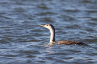 Pointe de Mousterlin