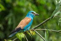 Danube Delta - Lake Purcelu