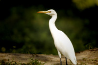 Vaduvoor Bird Sanctuary