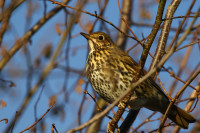 Attenborough Nature Reserve