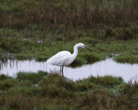 Middlebere Peninsula