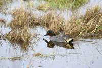 Lodmoor RSPB