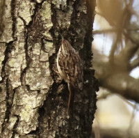 Riserva Naturale Bosco di Tanali