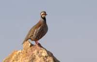 Embalse de Santomera