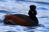Volkspark Dutzendteich