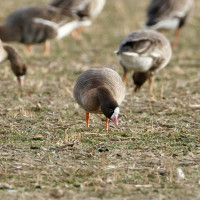 Donau Altwasser Tegernheim
