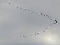 Trektelpost Oesterputbrug