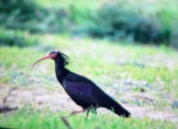 Bald Ibis Dunes Tamri