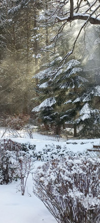 Stepanavan Sochut Dendropark