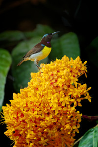 Singharaja Garden Agro and Eco Lodge