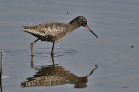 Bedburger Klärteiche