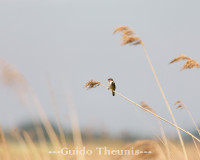 Oudeland van Strijen