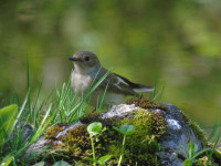 Cabane du Grand-Ratz