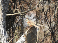 Fontainebleu State Park