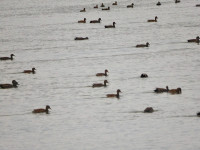 Rhin en Aval de Strasbourg