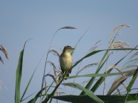 Dolistowo Stare - Biebrza National Park