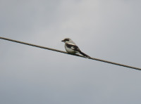 Biebrza National Park