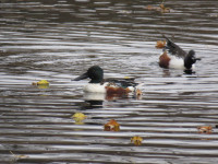 Kleiputten Nederename