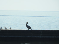 Mandeville Lakefront