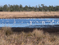 Big Branch Marsh NWR - Lake Road