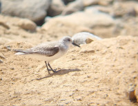 Pasito Blanco Harbour