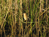 Blue Goose Trail - Sabine National Wildlife Refuge