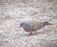 Plage de l’Espiguette