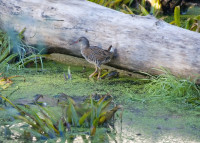 Łeczyca Otulina Wielkopolskiego Parku Narodowego