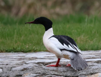 Park Borovi - Sjenica