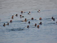 Gangseo Wetland Eco Park