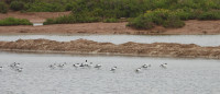 Tavira Saltpans