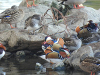 Jungnangcheon Stream