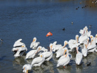 Leonabell Turnbull Birding Center