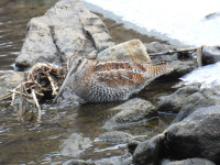 Korea National Arboretum