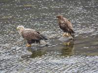 Han River - Paldang Area