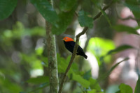 Belize Raptor Center Birding Trails