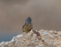Wadi Fasayil Nature Reserve