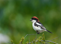 Umm al-Tut Nature Reserve
