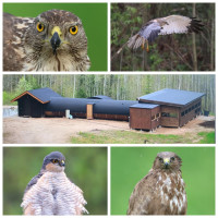 Wildlife Dreams Hide Complex