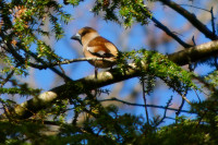 Alter Friedhof Flensburg
