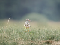 Czmoniec - Meadows along the Warta River
