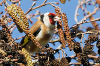 De Hilver - Den Opslag