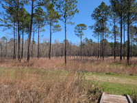 Abita Creek Flatwoods Preserve