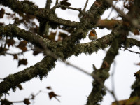 Fossvogskirkjugarður