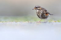 Grasagarður - Reykjavík Botanical Garden