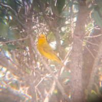 Floresta Nacional de Silvânia