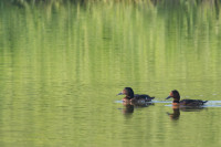Mai Po Nature Reserve