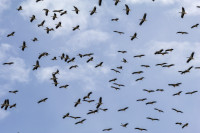 Barrage de Charmes-sur-Rhône