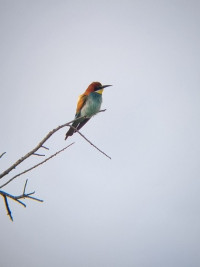 Brijuni Islands National Park